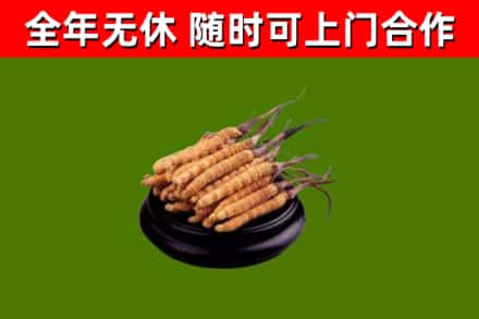 鲤城回收散虫草